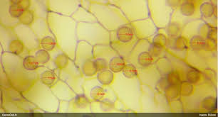 Attēlu rezultāti vaicājumam “Stemonitopsis hyperopta var. landewaldii”