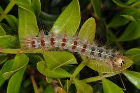 Attēlu rezultāti vaicājumam “Lymantria dispar”