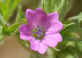 Attēlu rezultāti vaicājumam “Geranium dissectum flower”
