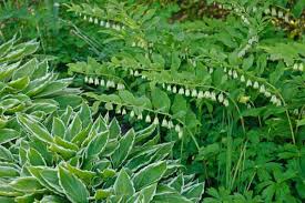 Attēlu rezultāti vaicājumam “Polygonatum multiflorum  leaf”