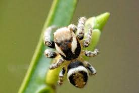 Attēlu rezultāti vaicājumam “Evarcha falcata male”