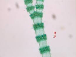 Attēlu rezultāti vaicājumam “Ceramium sp.”