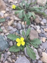 Attēlu rezultāti vaicājumam “Diplotaxis muralis flower”