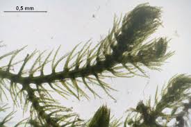 Attēlu rezultāti vaicājumam “Blepharostoma trichophyllum”