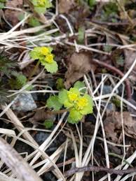 Attēlu rezultāti vaicājumam “Chrysosplenium alternifolium leaf”