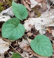 Attēlu rezultāti vaicājumam “Viola collina leaf”