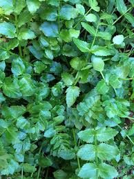 Attēlu rezultāti vaicājumam “Berula erecta leaf”