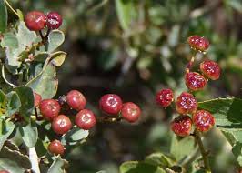 Attēlu rezultāti vaicājumam “Trichophorum alpinum fruit”