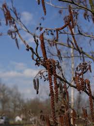 Attēlu rezultāti vaicājumam “Alnus”