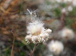 Attēlu rezultāti vaicājumam “Antennaria dioica fruit”