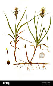 Attēlu rezultāti vaicājumam “Carex arenaria  flower”