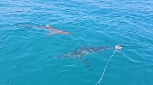 Image result for Mustelus palumbes