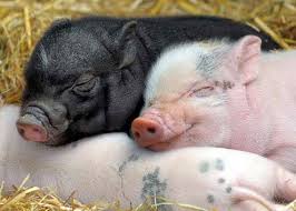 Bildresultat för pigs