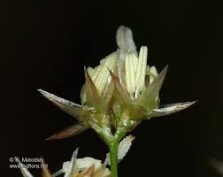 Attēlu rezultāti vaicājumam “Luzula luzuloides”