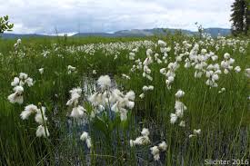 Attēlu rezultāti vaicājumam “Eriophorum gracile”