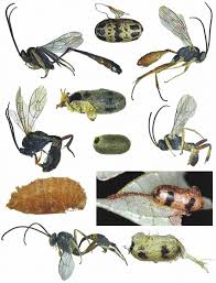 Attēlu rezultāti vaicājumam “Ichneumonidae cocoon”