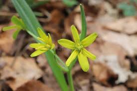 Attēlu rezultāti vaicājumam “Gagea lutea”