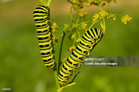Attēlu rezultāti vaicājumam “Papilio machaon larva”