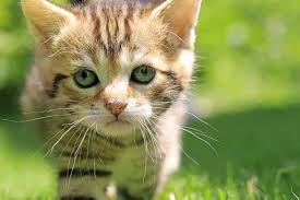 Attēlu rezultāti vaicājumam “Felis silvestris catus juvenile”