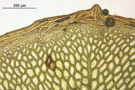 Attēlu rezultāti vaicājumam “Rhizomnium punctatum”