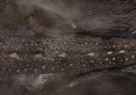 Image result for Amblyraja hyperborea