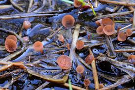 Attēlu rezultāti vaicājumam “Myriosclerotinia scirpicola”