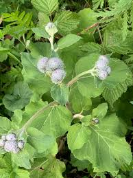 Attēlu rezultāti vaicājumam “Arctium tomentosum”