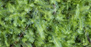 Attēlu rezultāti vaicājumam “Lophocolea”