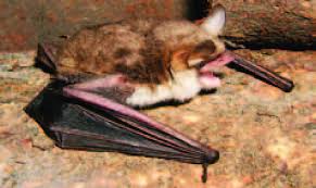 Attēlu rezultāti vaicājumam “Myotis nattereri”