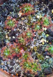 Attēlu rezultāti vaicājumam “Drosera x obovata leaf”