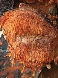 Attēlu rezultāti vaicājumam “Pycnoporellus alboluteus”