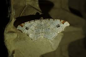 Attēlu rezultāti vaicājumam “Macaria notata”