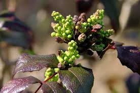 Attēlu rezultāti vaicājumam “Mahonia aquifolium bud”