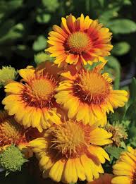 Image result for Gaillardia