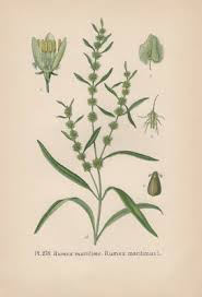 Attēlu rezultāti vaicājumam “Rumex maritimus”