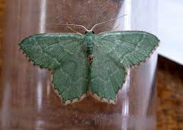 Attēlu rezultāti vaicājumam “Hemithea aestivaria”