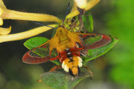 Attēlu rezultāti vaicājumam “Hemaris fuciformis”