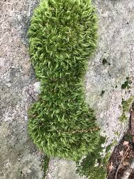 Attēlu rezultāti vaicājumam “Dicranum spurium”