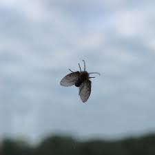 Attēlu rezultāti vaicājumam “Psychodidae”