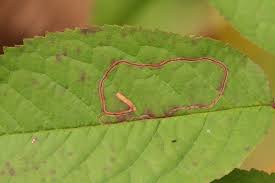 Attēlu rezultāti vaicājumam “Lyonetia clerkella”