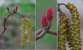Attēlu rezultāti vaicājumam “Alnus”