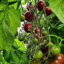 Afbeeldingsresultaat voor brandywine cherry tomato