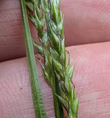 Attēlu rezultāti vaicājumam “Carex ornithopoda fruit”