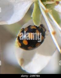 Attēlu rezultāti vaicājumam “Coccinula quatuordecimpustulata”