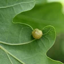 Attēlu rezultāti vaicājumam “Neuroterus quercusbaccarum”