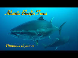Image result for Thunnus thynnus