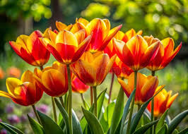 Attēlu rezultāti vaicājumam “Tulipa gesneriana flower”