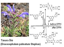 Attēlu rezultāti vaicājumam “Dracocephalum ruyschiana fruit”