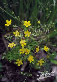 Image result for Potentilla argentea