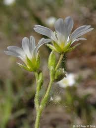 Attēlu rezultāti vaicājumam “Cerastium arvense flower”